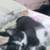 Loving Kittens need good homes 2 thumbnail