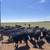 Delivery Available-Commercial Angus Bulls for Sale 3 thumbnail