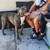 Rehoming Pitbull red/blue mix 1 thumbnail