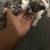 Maltese Puppies for sale 1 thumbnail