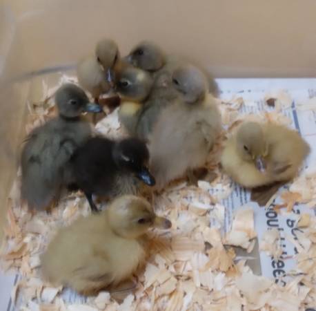 call ducklings 1
