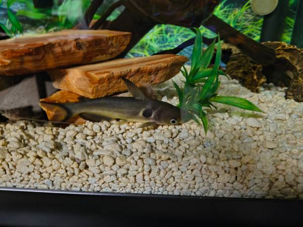 2 sun catfish 5-6 inches 1