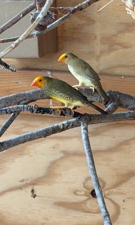 Star finch male only 1