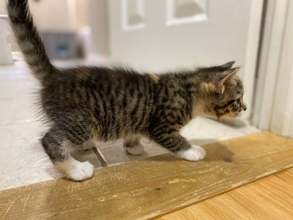Gatito atigrado buscando un hogar / adopción / Edenton, NC63948404573955122