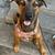 Belgian Malinois Mix 1 thumbnail