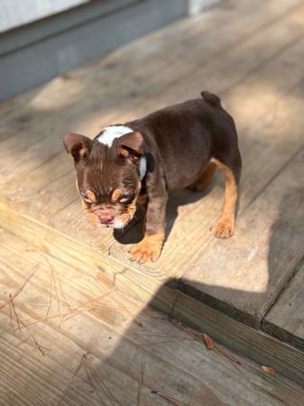 Rehoming my beautiful mini english Bulldog (Missouri City)63859314262915121