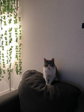 Cat re-homing (Austin)63975349366275120