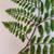 LARGE ORIGINAL WATERCOLOR PAINTING OF FERN 5 thumbnail