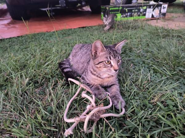 Furball (Gastonia)573306137530880003
