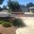 Red Yucca Plant (drought-tolerant) 2 thumbnail