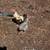 Pet chickens 5 thumbnail