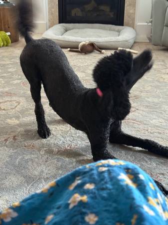 Standard black female poodle ( not spayed)  2.7 yrs (Raleigh)63908216839938122