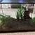 Fish Tank 1 thumbnail