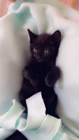Kittens available for rehoming (Vancouver)63916334020099122