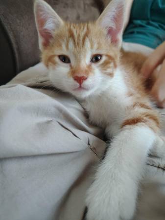 Free kittens orange grey (Findlay)63989430826627123