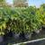 Fishtail Palms 1 thumbnail