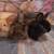 French Angora 1 thumbnail