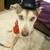 Foster or adopter for Husky Mix 1 thumbnail