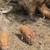 Kunekune piglets 2 thumbnail