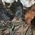 ORPINGTON CHICKEN COCKERLS 1 thumbnail