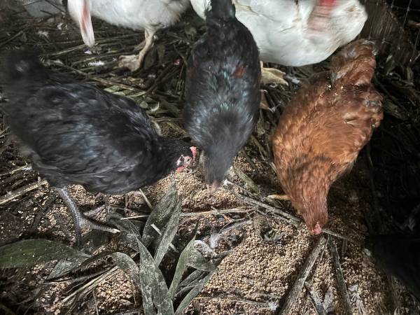 ORPINGTON CHICKEN COCKERLS 1