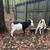 Nigerian Dwarf Goats 5 thumbnail