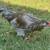 Ameraucana Chickens 1 thumbnail