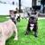 French Bulldog Puppies 7 thumbnail