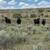 40 Purebred Angus - Cows 3 thumbnail