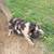 KuneKune Pig Barrows 3 thumbnail