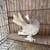 Young pigeons 4 thumbnail