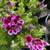 Gorgeous Scented Geranium - Mosquito Repellent Available Now 2 thumbnail