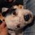 Puppy 2 thumbnail