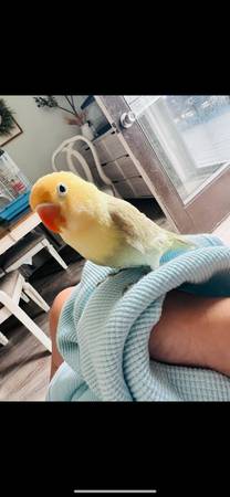 Female lovebird