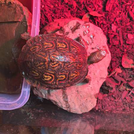 Tortuga de madera centroamericana (Kingsport)