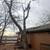 Tree removal 6 thumbnail