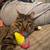 Cat still missing! 7 thumbnail