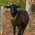 Down sizing farm 10 thumbnail