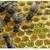 Mike the Bee Guy :) 2 thumbnail