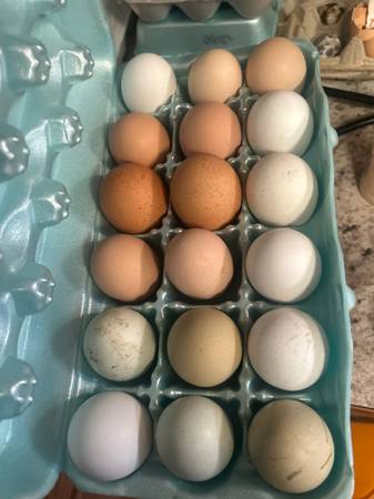 Farm Fresh Eggs 1