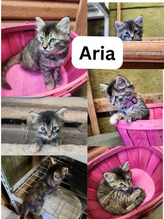 ? Sweet Kittens Looking for Loving Homes ? (Beaver)63945150673411123