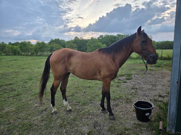 Registered 16 yr old Azteca gelding 1
