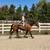 Beginner Safe, Bombproof Clydesdale Horse for Sale 17 thumbnail