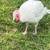 White turkey 1 thumbnail
