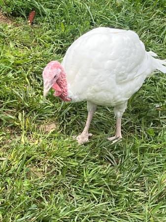 White turkey 1