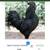 Ayam Cemani Rooster - $100 1 thumbnail