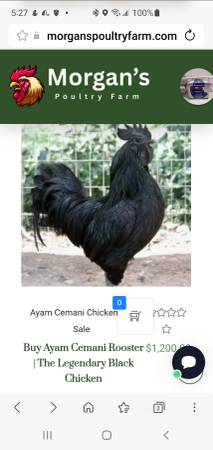 Ayam Cemani Rooster - $100 1