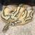 Ball Python Collection Package — 8 Animals + Rack Systems — Local 1 thumbnail