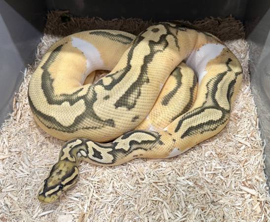 Ball Python Collection Package — 8 Animals + Rack Systems — Local 1