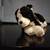 Sheltie or Collie stuffed animals plus figurines good 14 thumbnail